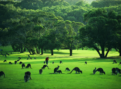 Kangaroos on Anglesea Golf Course