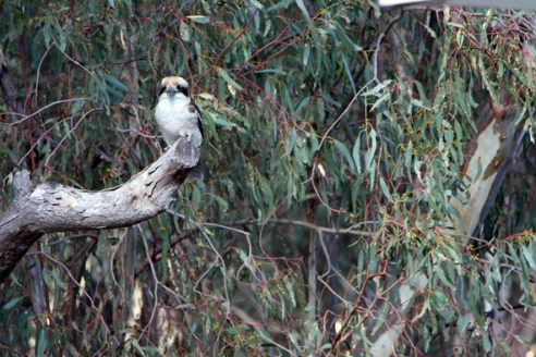 Murray River - May 2013 409