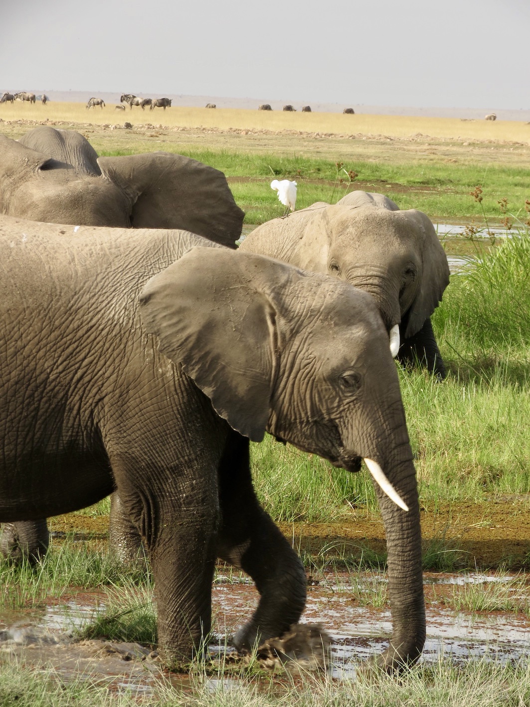 Travel Kenya, Amboseli National Park ...