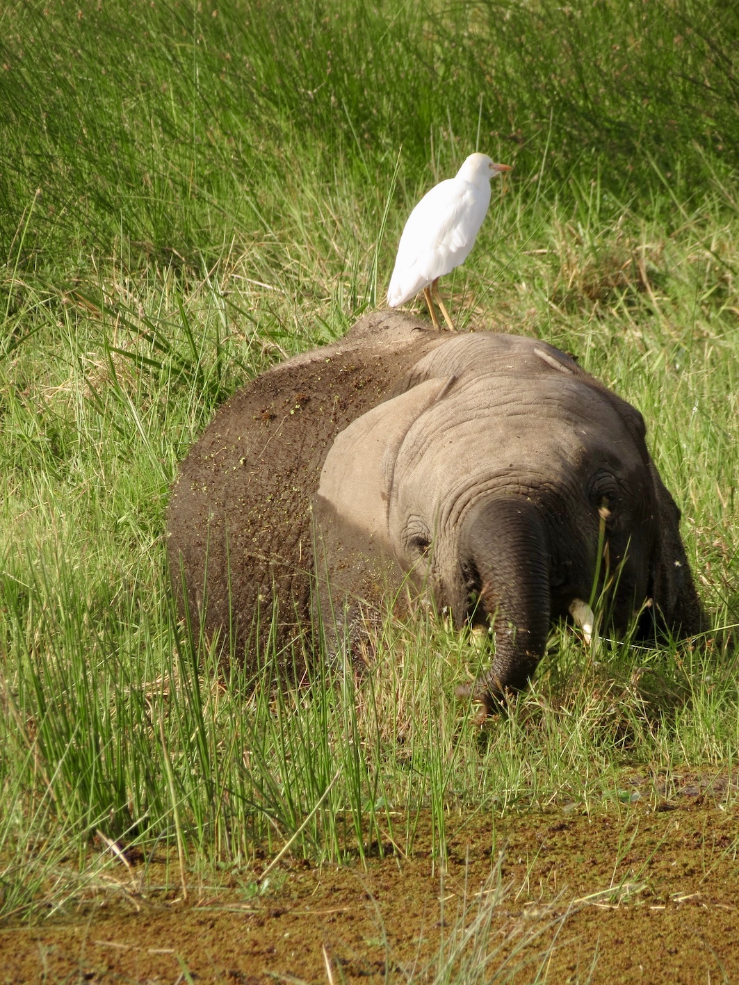 Travel Kenya, Amboseli National Park ...