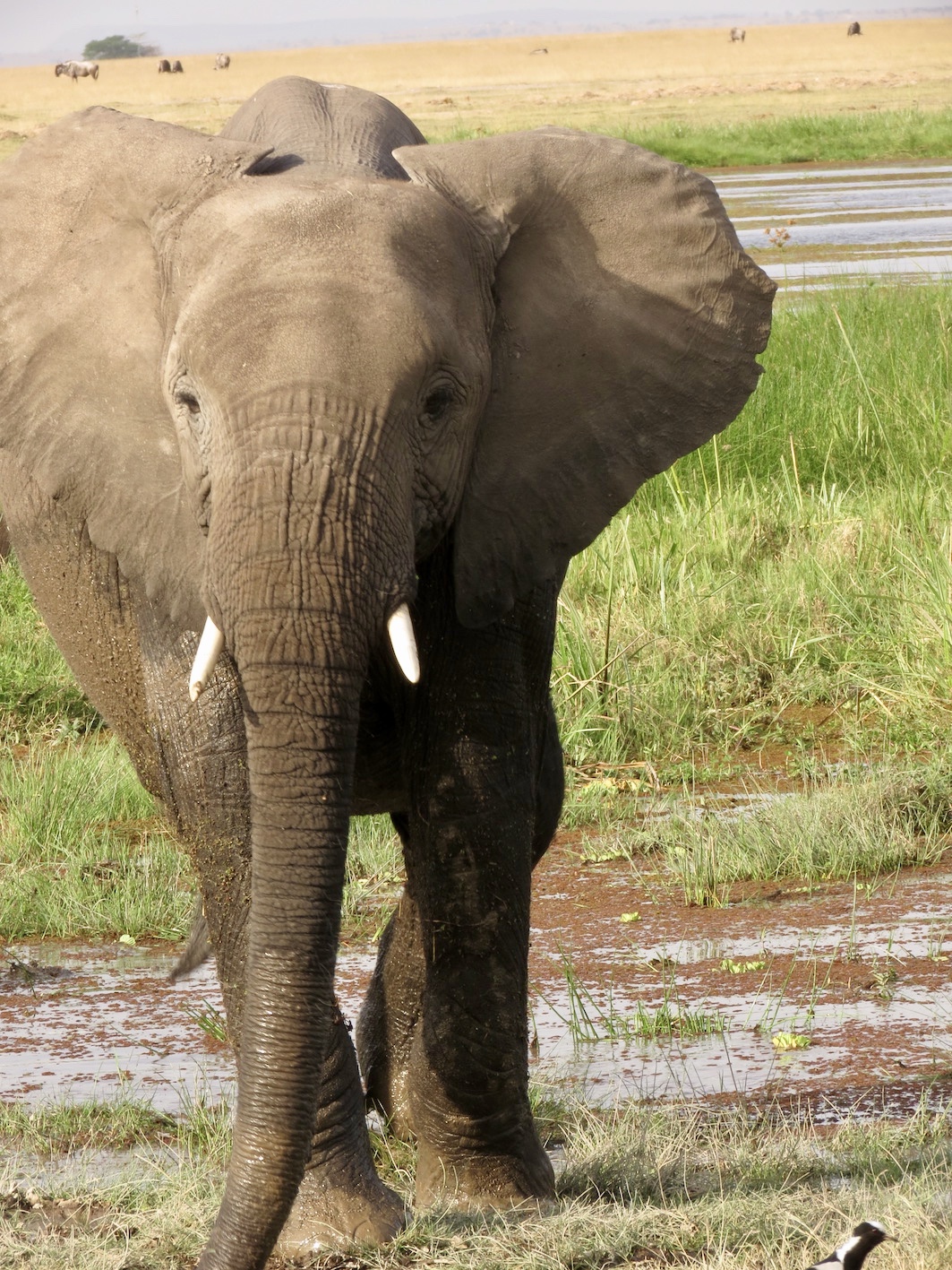 Travel Kenya, Amboseli National Park ...