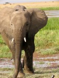 Travel Kenya, Amboseli National Park ...