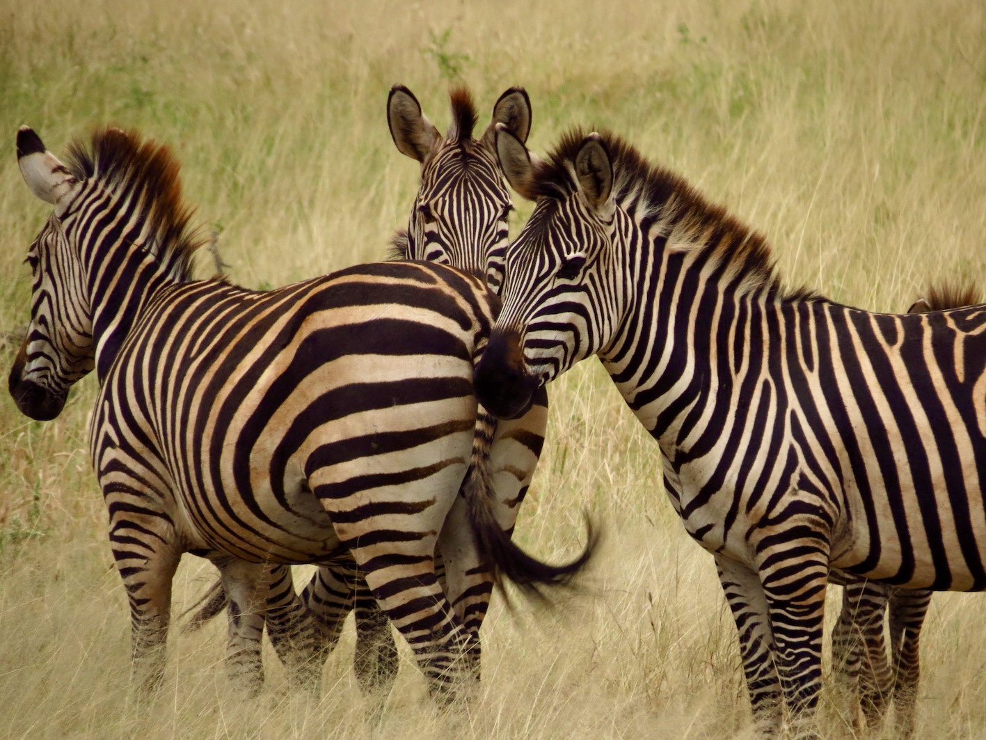 Travel Tanzania, Tarangire National Park ...