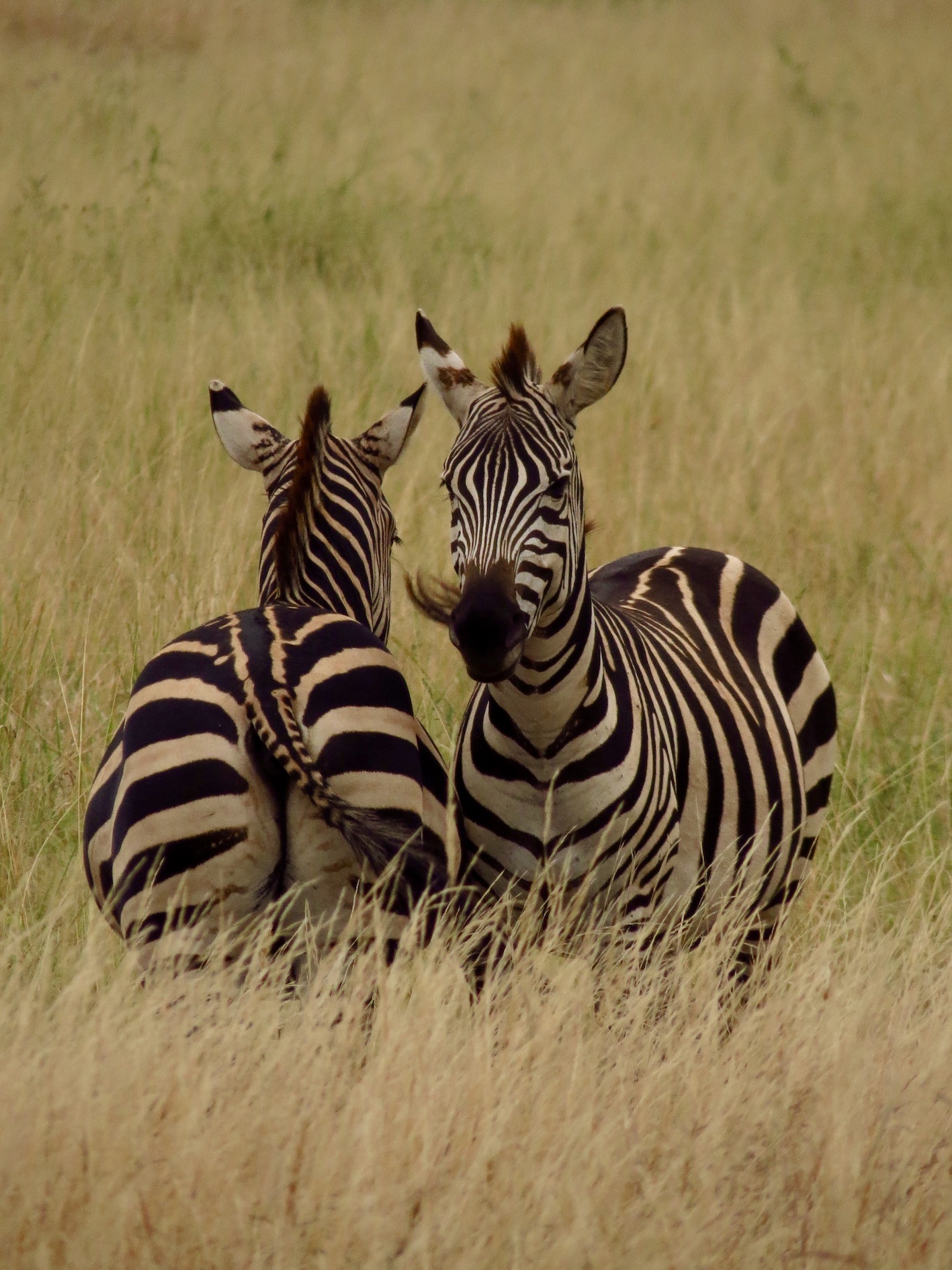 Travel Tanzania, Tarangire National Park ...