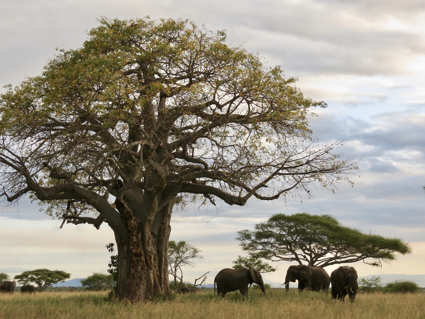 Travel Tanzania, Tarangire National Park ...