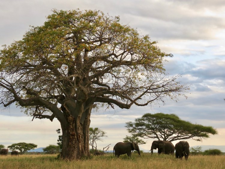 Travel Tanzania, Tarangire National Park ...
