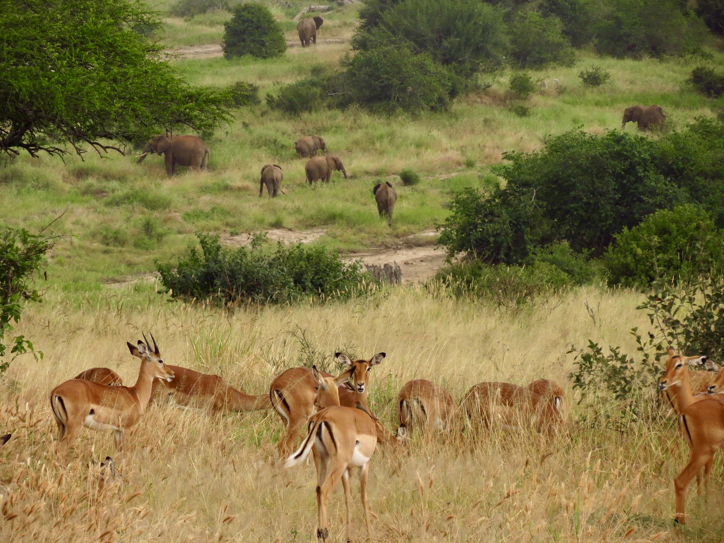 Travel Tanzania, Tarangire National Park ...