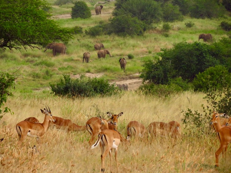Travel Tanzania, Tarangire National Park ...