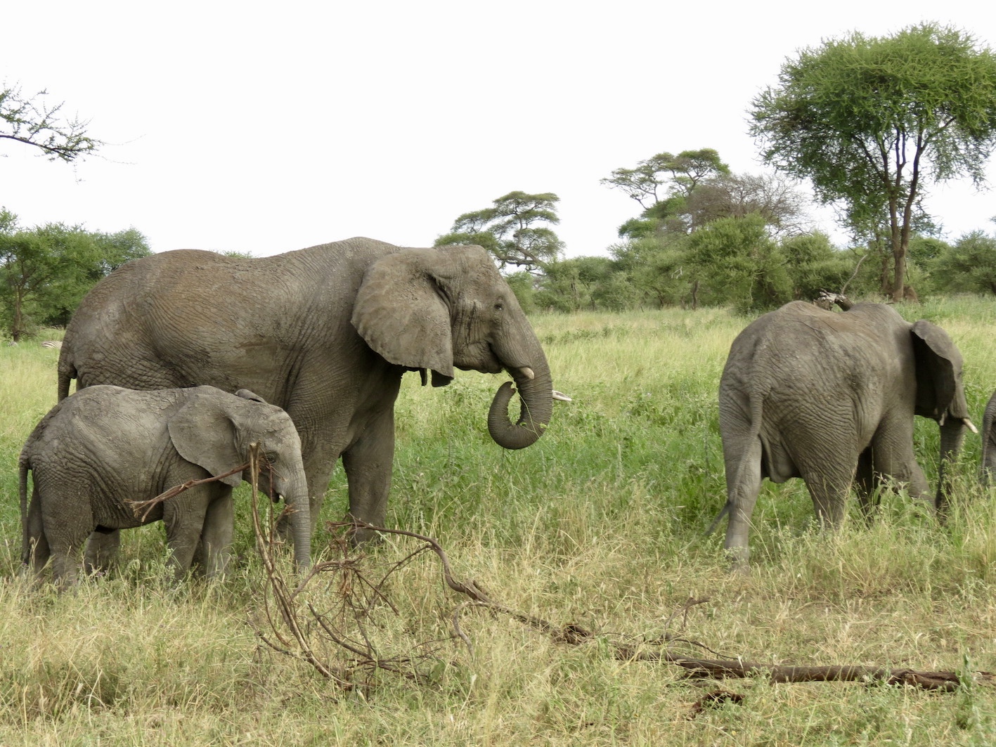 Travel Tanzania, Tarangire National Park ...