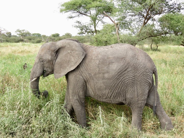 Travel Tanzania, Tarangire National Park ...