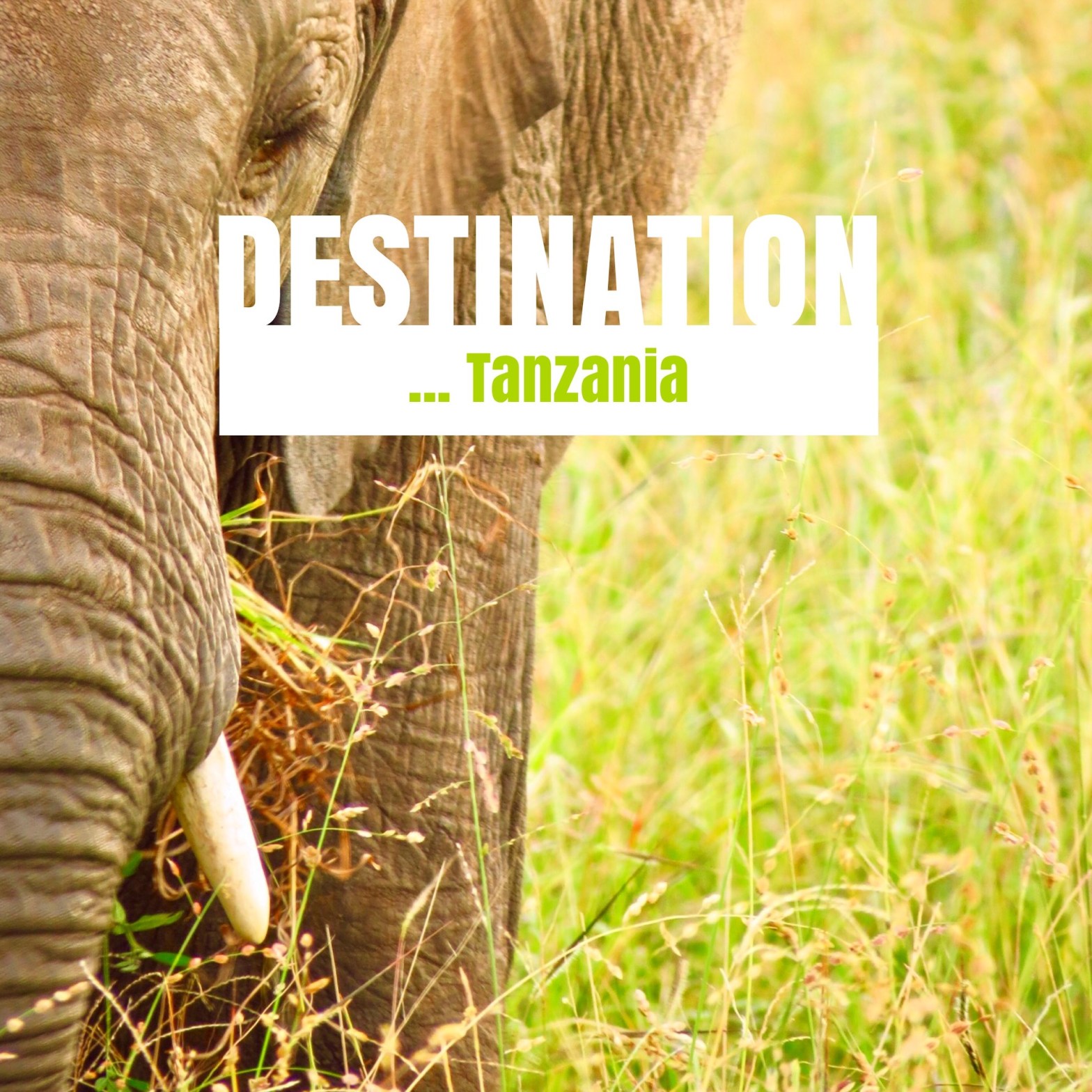 IMG_3819ravel Tanzania, Tarangire National Park ...