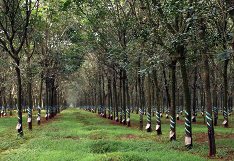 SE Asia Oct 2015 071