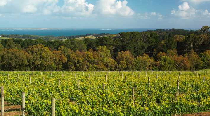 Red Hill Estate. Mornington Peninsula. Victoria. Australia