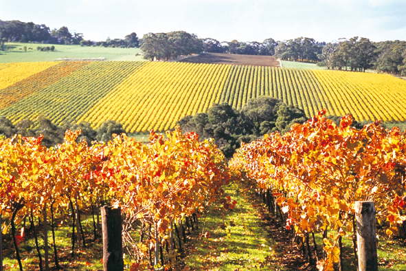 Mornington Peninsula wine country.