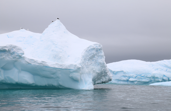 Antarctica, Cierva Cove. Photographer Sarah Nicholson