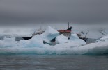Antarctica, Cierva Cove. Photographer Sarah Nicholson