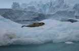 Antarctica, Cierva Cove. Photographer Sarah Nicholson