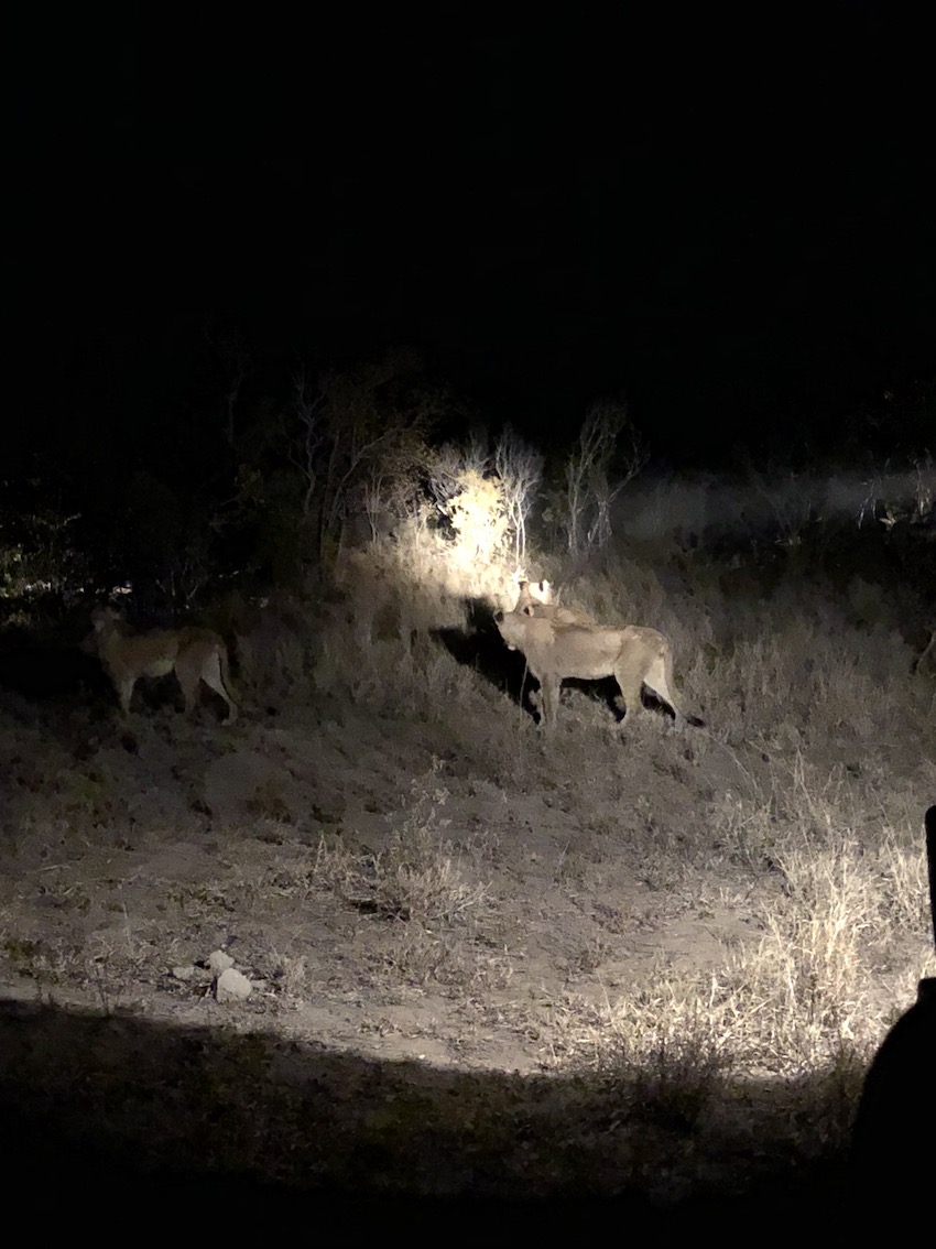 Sabi Sabi Private Game Reserve, South Africa