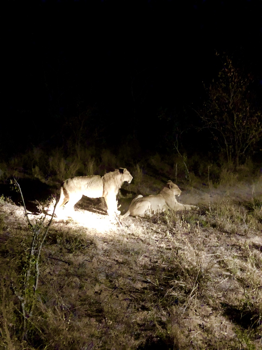 Sabi Sabi Private Game Reserve, South Africa