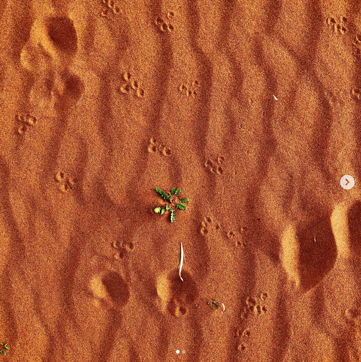 Nilpena Station, Flinders Ranges, Australia