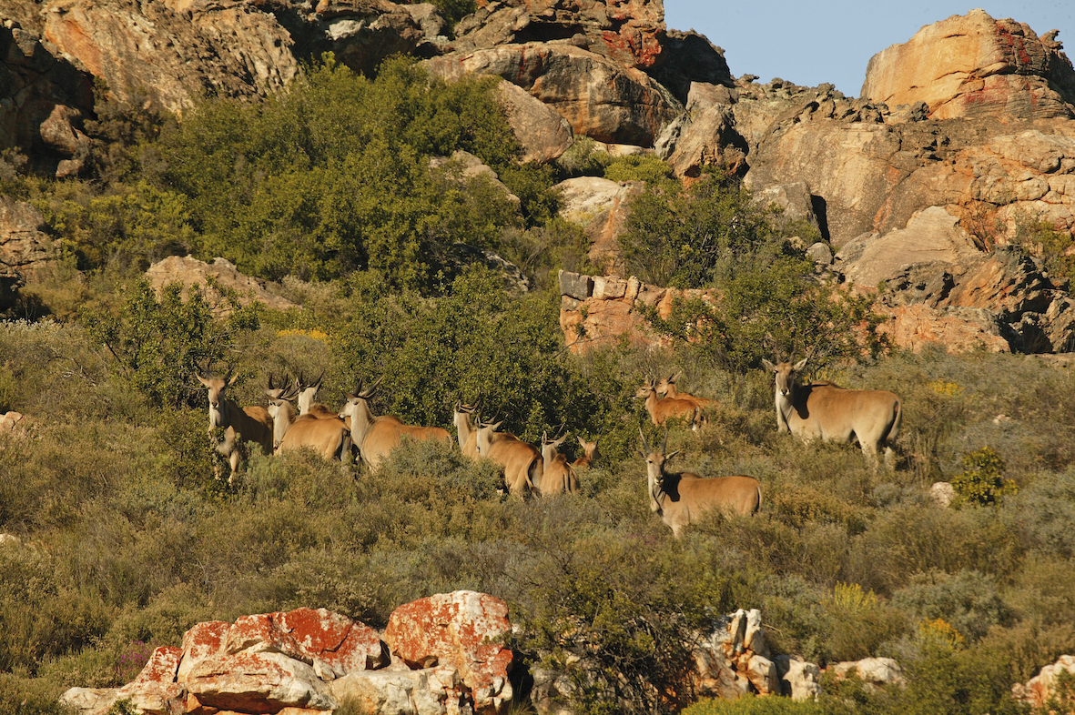 Bushmans Kloof Wildlife, South Africa